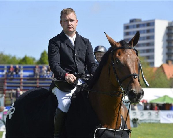jumper Calimero (Hanoverian, 2006, from Chico's Boy)