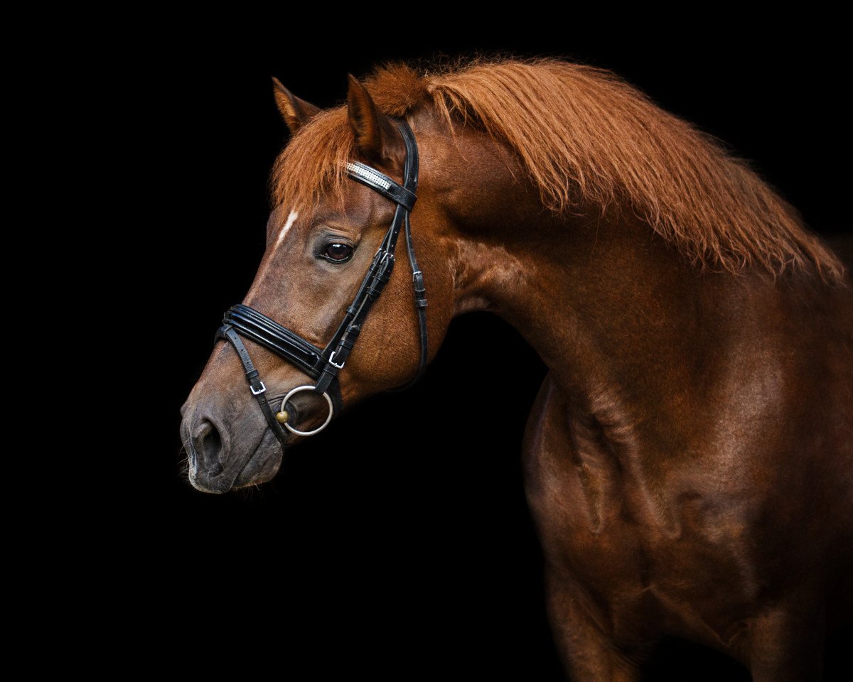 stallion Wootton Dancing Lord (New Forest Pony, 1998, from Wootton Dancing Fire)