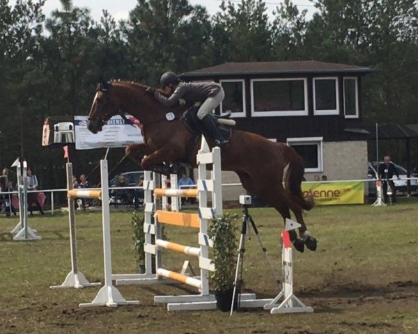 jumper Poquito 10 (Hanoverian, 2008, from Perpignon)