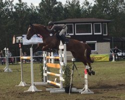jumper Poquito 10 (Hanoverian, 2008, from Perpignon)