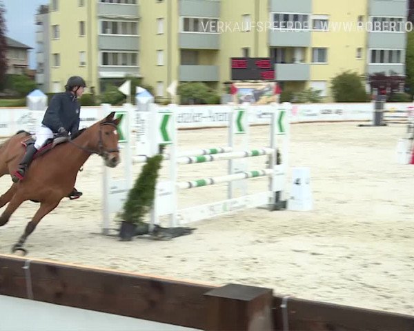 Reitturnier Horn 2019