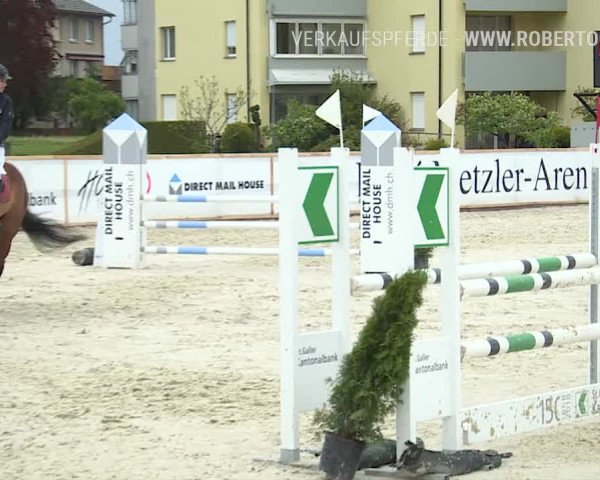 Reitturnier Horn 2019