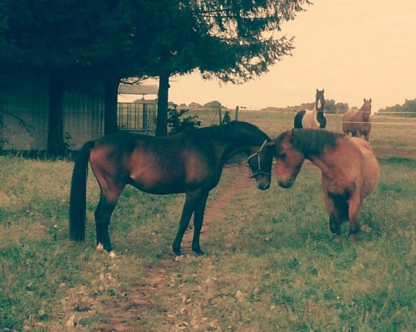 Dressurpferd Walito (Deutsches Reitpony, 2011, von Walou)