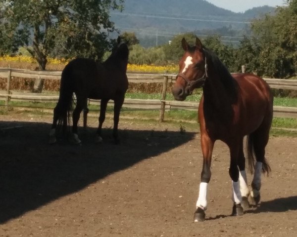 horse WallE (Württemberger, 2007, from Worldly I)