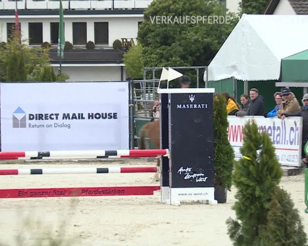 Reitturnier Horn 2019