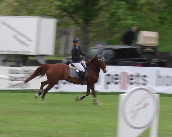 Reitturnier Greppin 2019