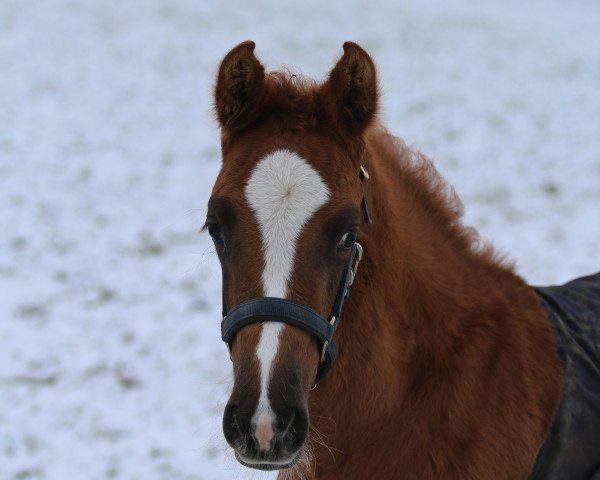 Springpferd Clever 30 (Westfale, 2017, von Caressini)