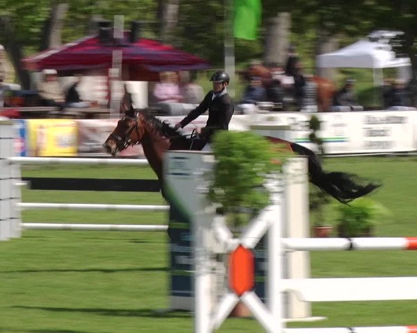 Reitturnier Greppin 2019