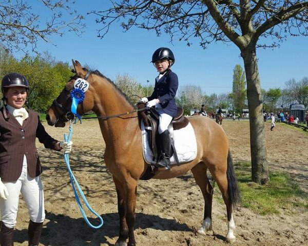 Dressurpferd Daily Divo (Rheinländer, 2011, von FS Don't Worry)