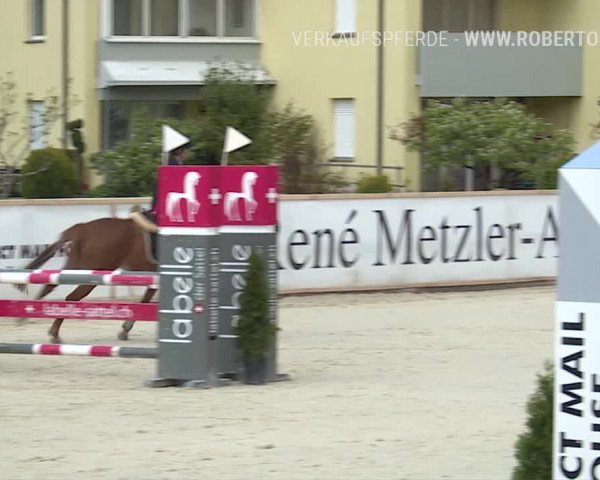 Reitturnier Horn 2019