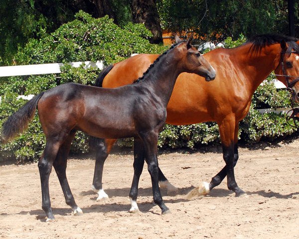 horse Conamor TW (Oldenburg, 2015, from VDL Cardento 933) horse Conamor TW (Oldenburg, 2015, from VDL Cardento 933)