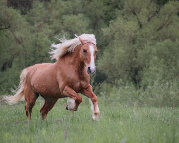 horse Flora (Haflinger, 1991, from Apikal)