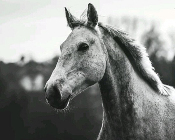 horse Atlanta 545 (unknown, 2008)