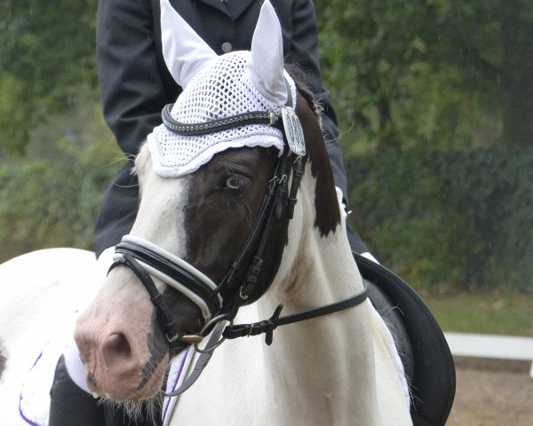Dressurpferd Coolmoyne Leo (Tinker / Irish Cob / Gypsy Vanner, 2009)