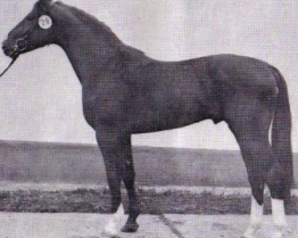 stallion Janos 3435 (Mecklenburg, 1980, from Jerome II 3389)