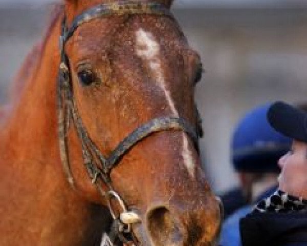 horse Manchurian xx (Thoroughbred, 2012, from Curlin xx)