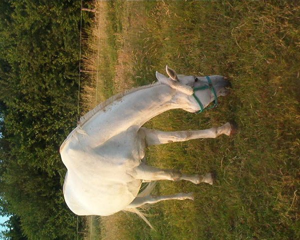 broodmare Baguina (Rhinelander, 1987, from Bariton)
