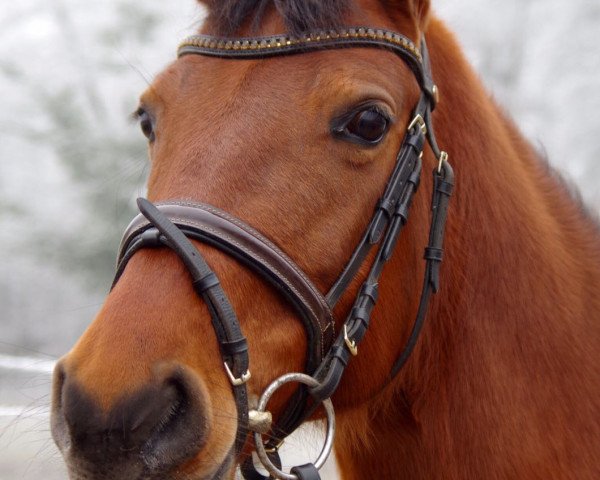 Dressurpferd Deldora (Deutsches Reitpony, 2007, von Destino R)