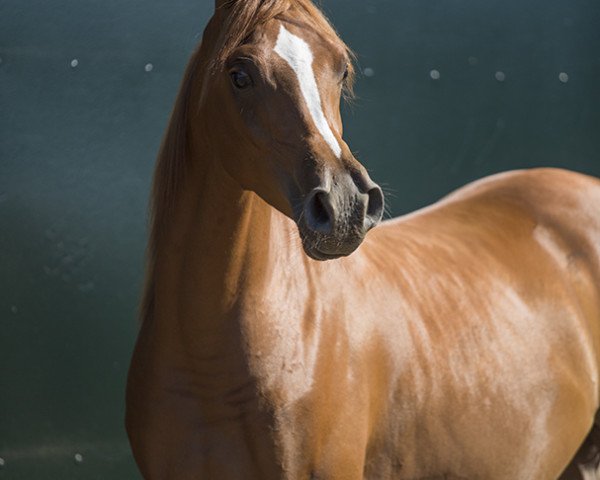 horse Wallach von Ajman Moniscione (Arabian purebred, 2015, from Ajman Moniscione ox)
