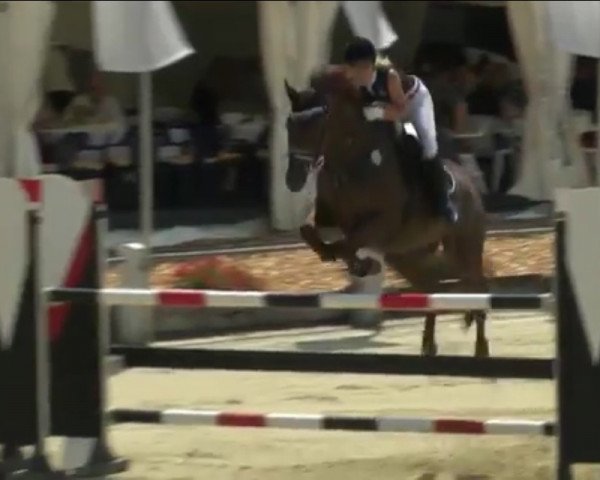 Springpferd Glenn Louis (Württemberger, 2005, von Gardez)