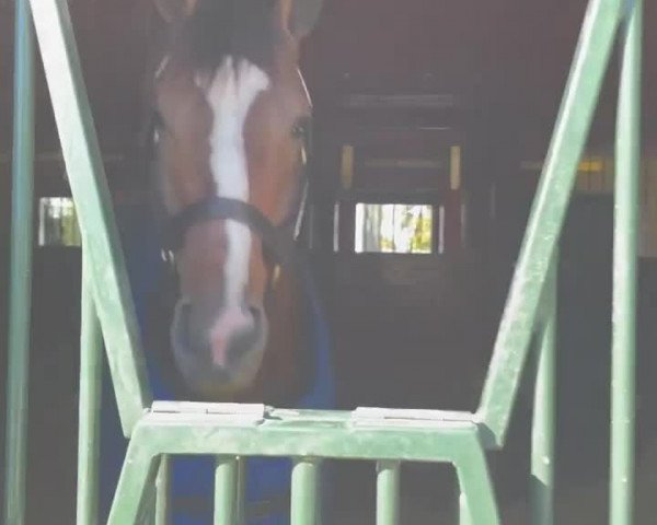 Video of Authentic xx