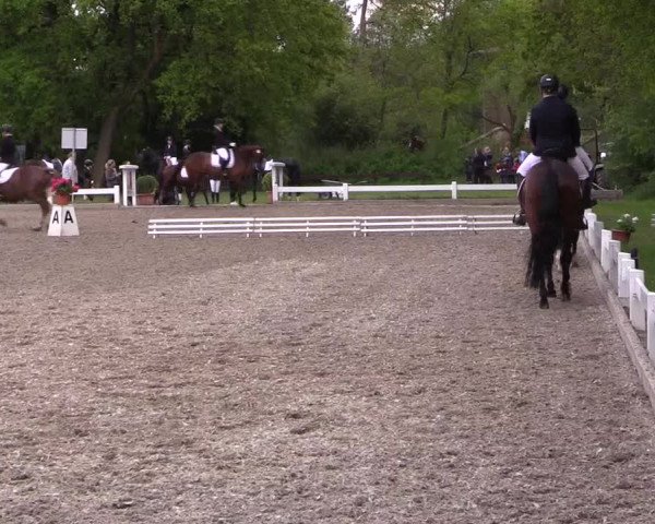 Reitturnier Meppen 2019
