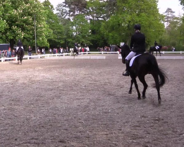 Reitturnier Meppen 2019
