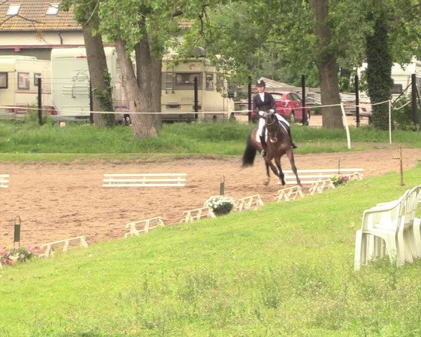 Reitturnier Dallgow 2019