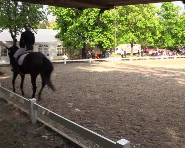 Reitturnier Meppen 2019
