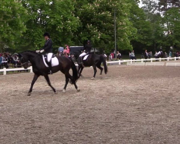 Reitturnier Meppen 2019