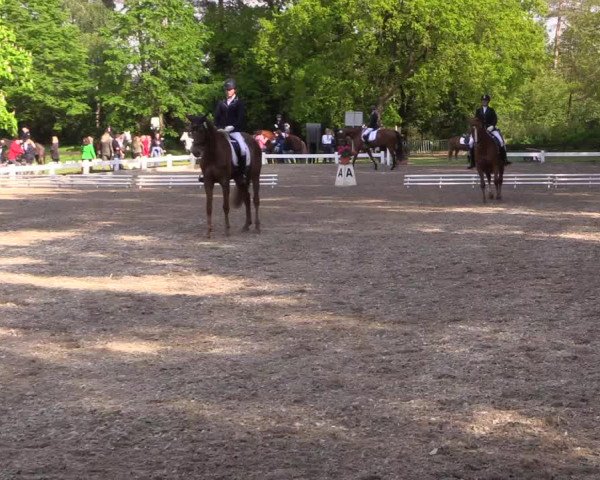 Reitturnier Meppen 2019