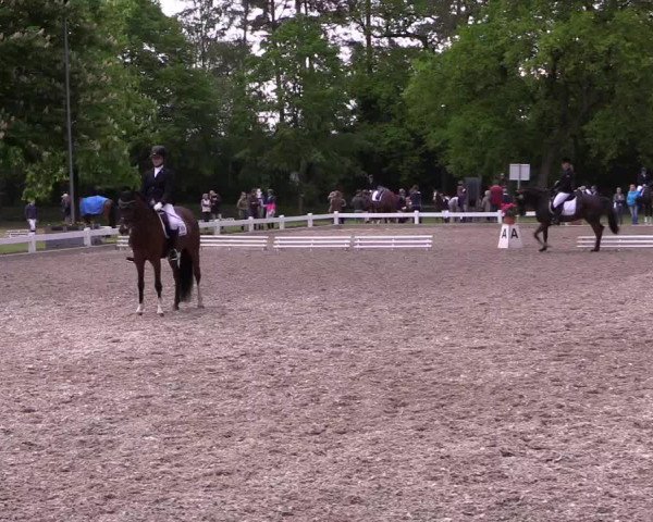 Reitturnier Meppen 2019