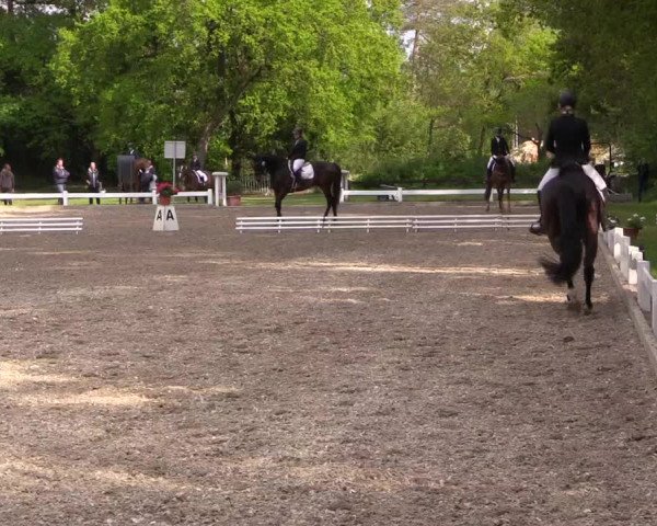 Reitturnier Meppen 2019