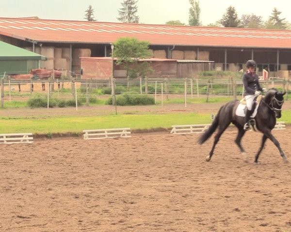 Reitturnier Dallgow 2019