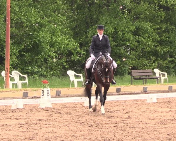 Reitturnier Dallgow 2019