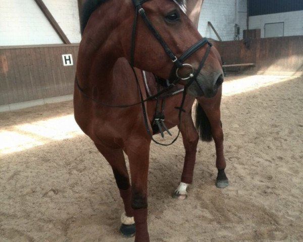 jumper D.C.'s Daydreamer (Holsteiner, 2010, from de Chirico)