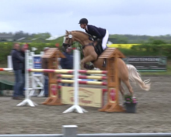 Reitturnier Risum-Lindholm 2019