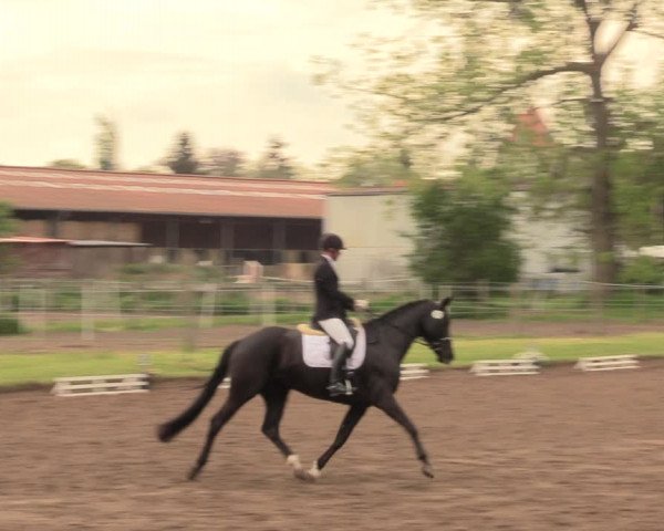 Reitturnier Dallgow 2019