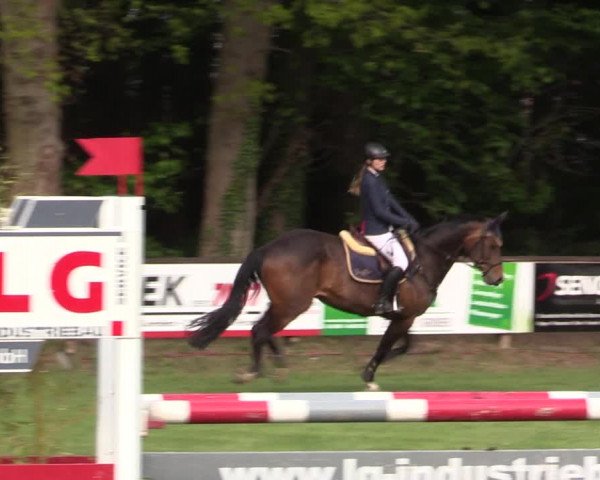 Reitturnier Meppen 2019
