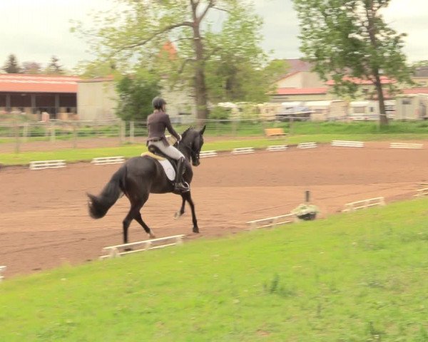Reitturnier Dallgow 2019