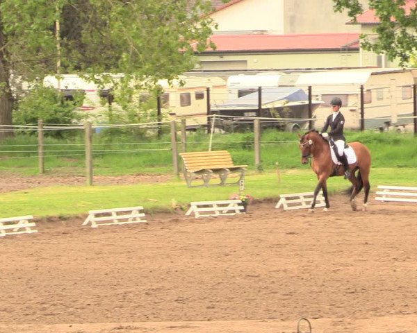 Reitturnier Dallgow 2019