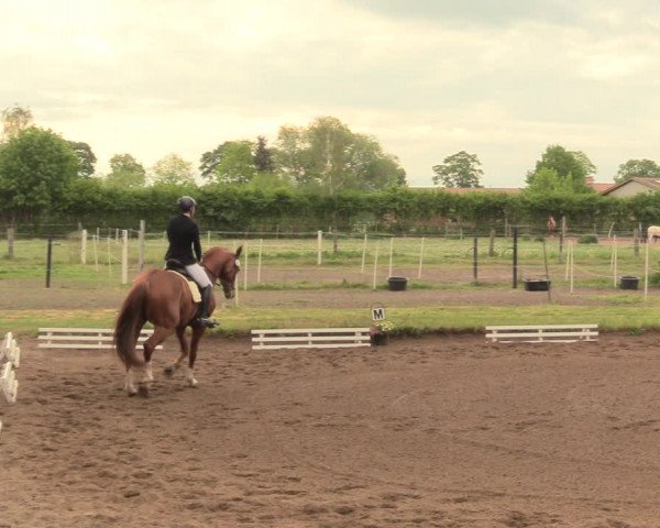 Reitturnier Dallgow 2019
