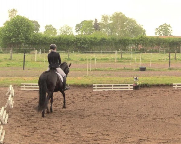 Reitturnier Dallgow 2019