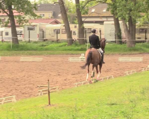 Reitturnier Dallgow 2019