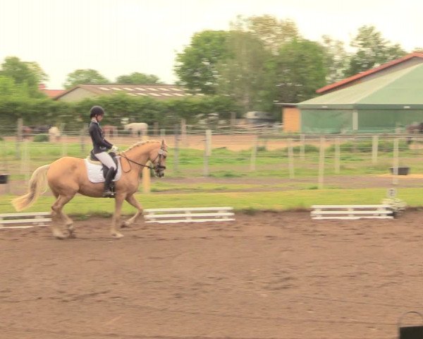 Reitturnier Dallgow 2019