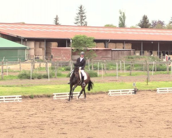 Reitturnier Dallgow 2019