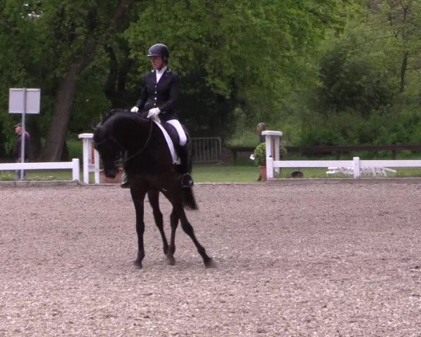 Reitturnier Meppen 2019