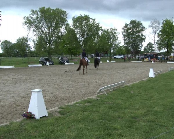 Reitturnier Ahlen 2019