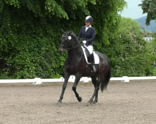 Reitturnier Eppelheim 2019
