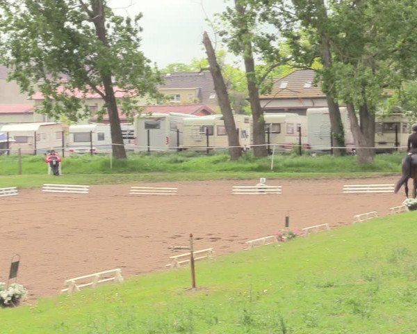 Reitturnier Dallgow 2019